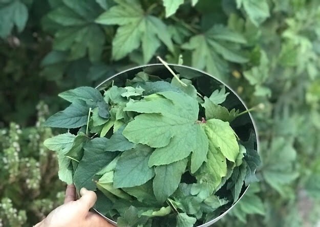 Hibiscus-Curry Leaf Mask