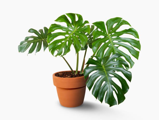 Monstera Deliciosa The Tropical Drama Queen