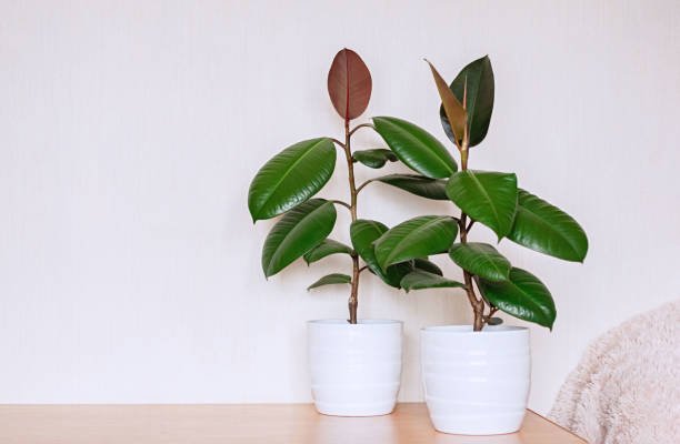 Best indoor plants for room