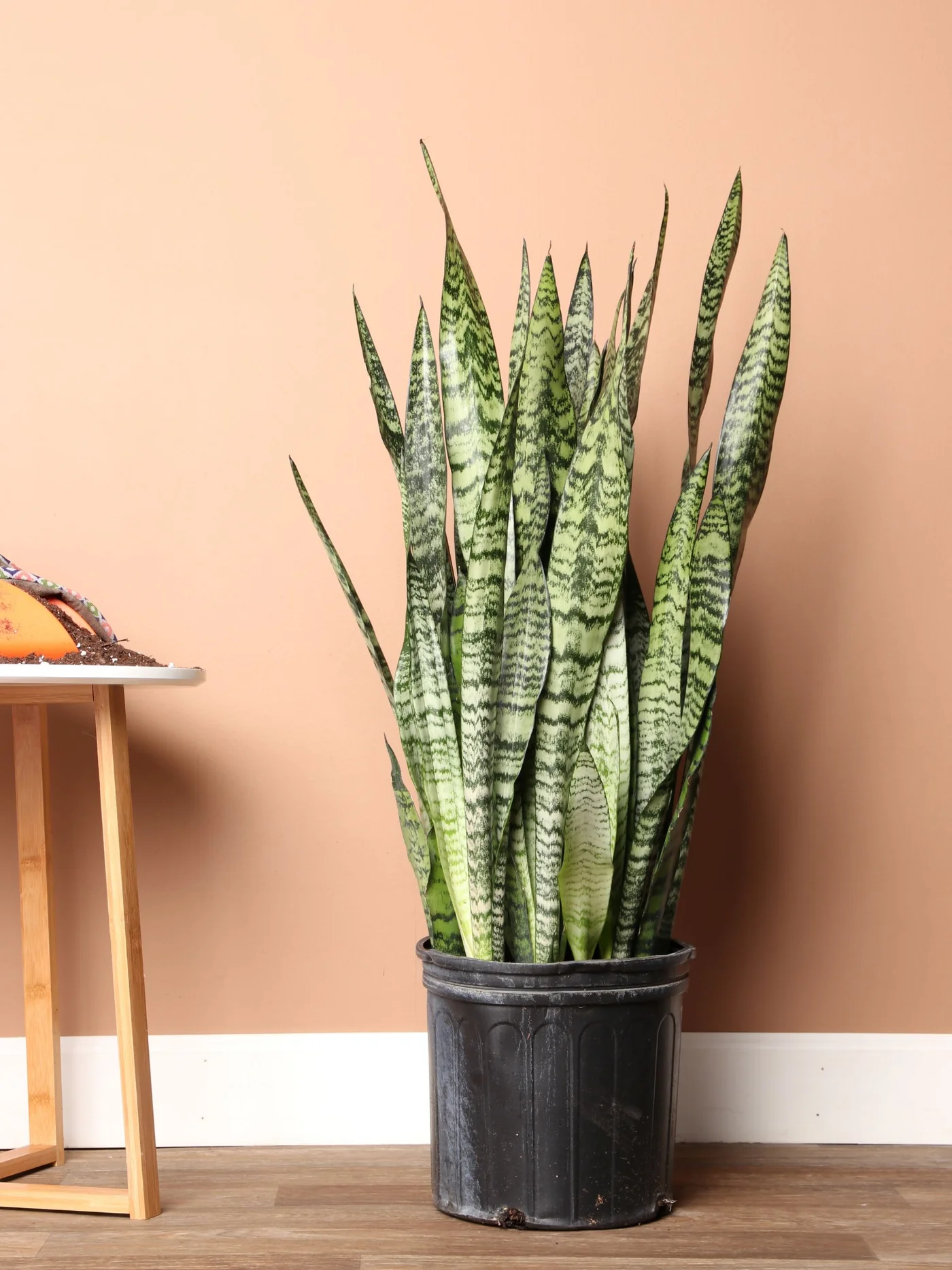 Best indoor plants for room